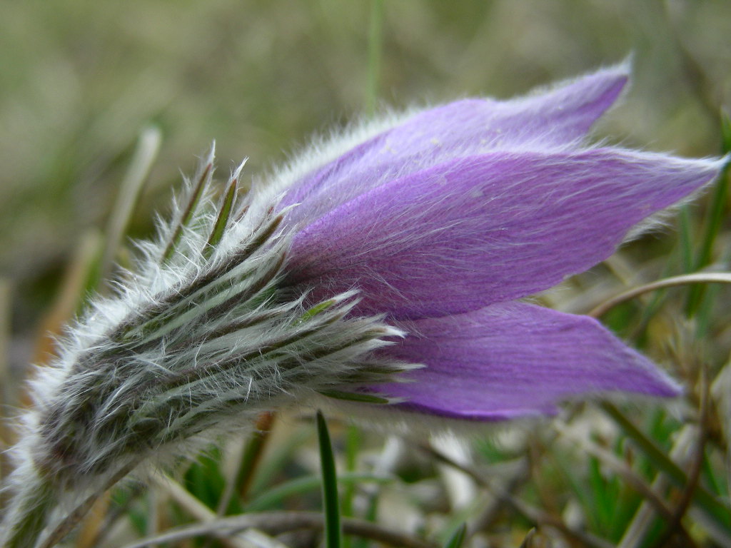 Pulsatilla vulgaris / Pulsatilla comune